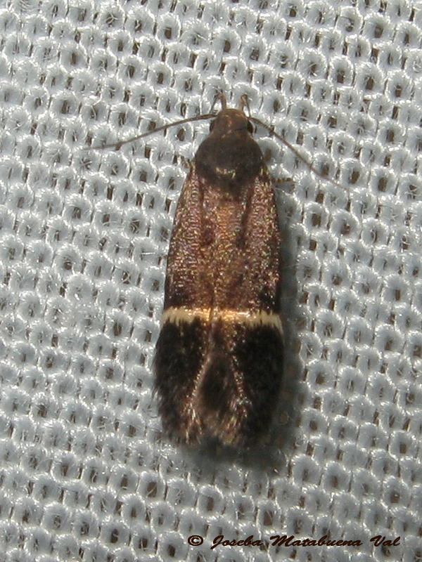 Syncopacma larseniella - Gelechiidae ? Syncopacma sp